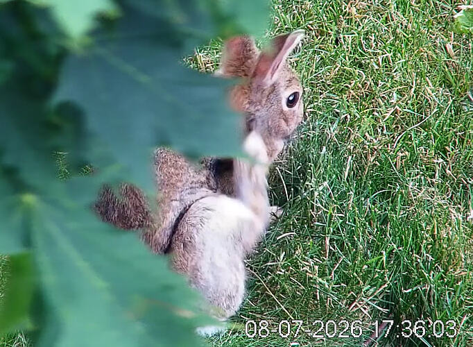 Kaninchen_3