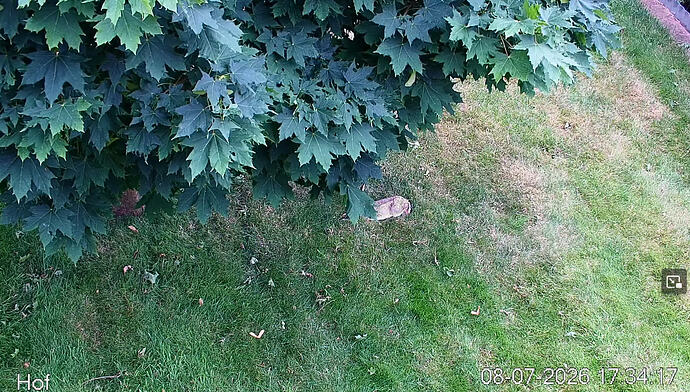 Kaninchen_1