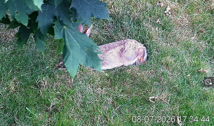 Kaninchen_2